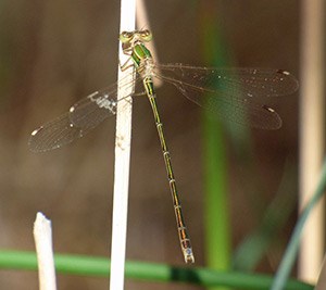 Migrant Spreadwing - Lestes barbatus © John Muddeman